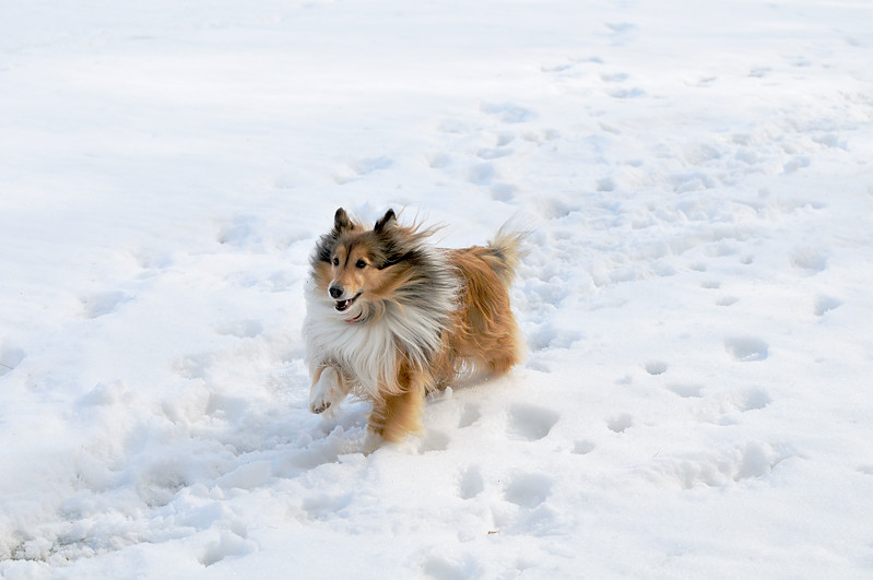Color photo of a Sheltie running through the snow
