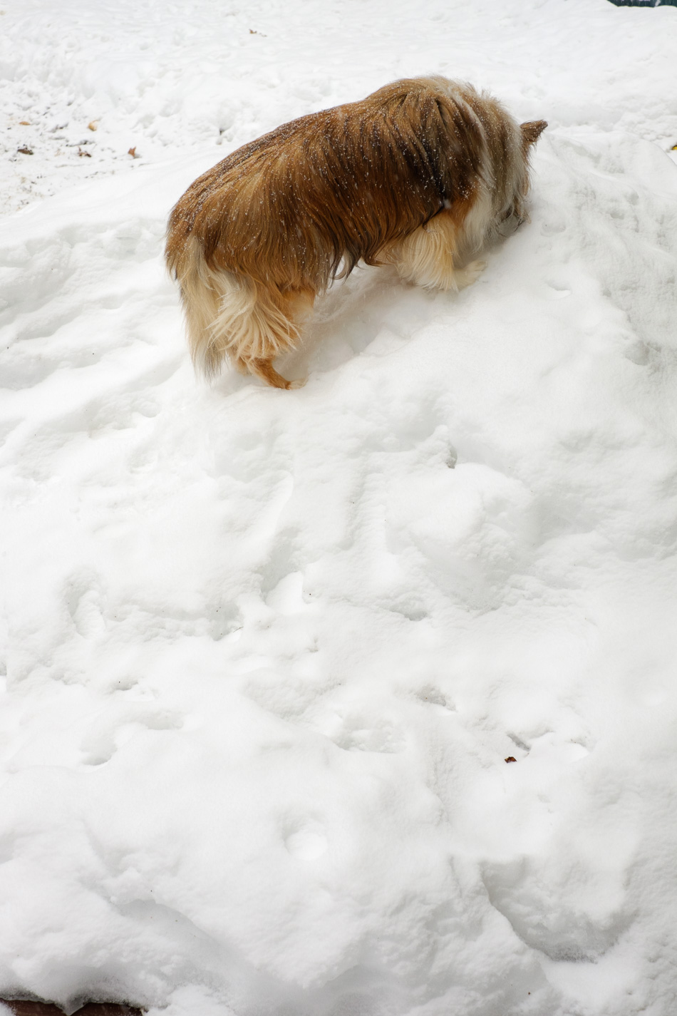 Color photo of a Sheltie eating snow