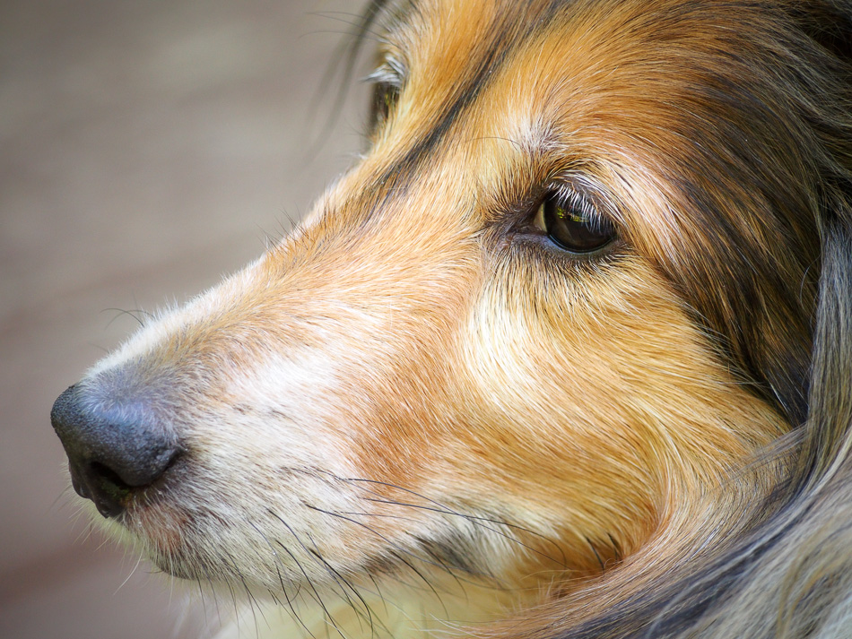 Color photo of a Sheltie named Sydney