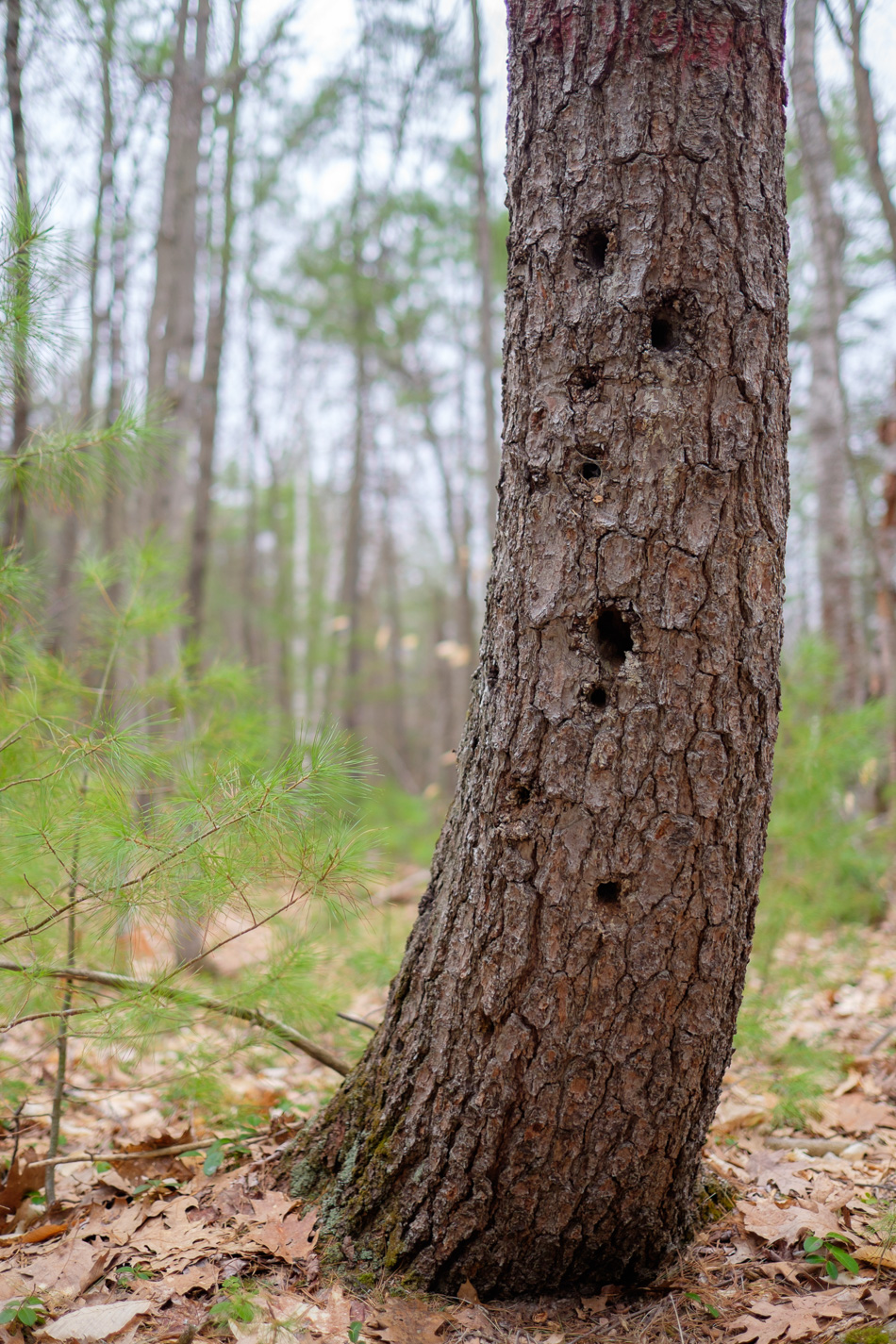Color photo of a curving tree trunk riddled with holes made by a woodpecker