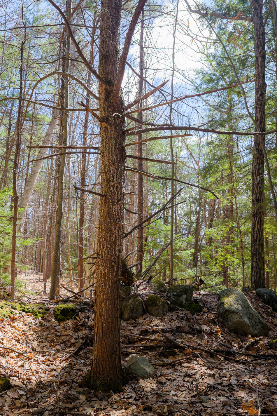 Color photo of a backlit dead tree