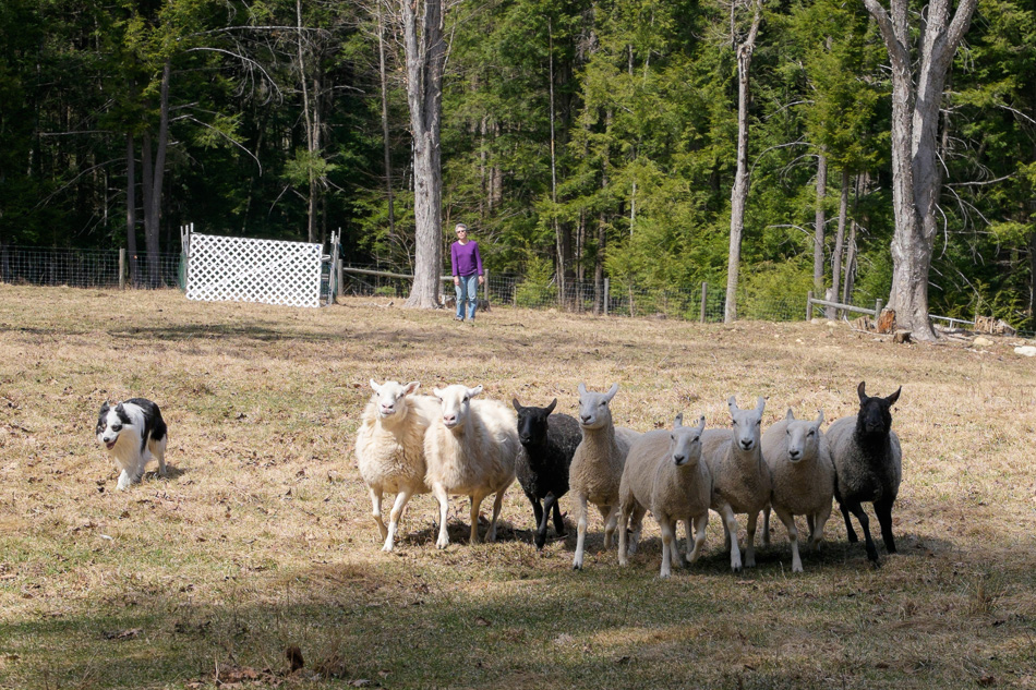 Color photo of Jura the Border Collie lining up the sheep