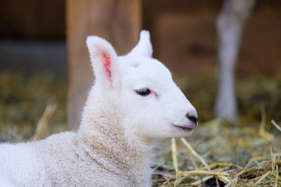 Color photo of a white lamb resting