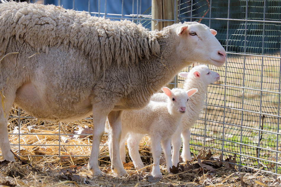 Color photo of two white lambs with their mother