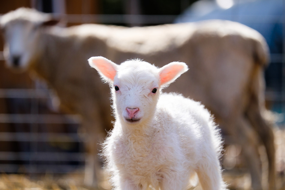 Color photo of a backlit white lamb