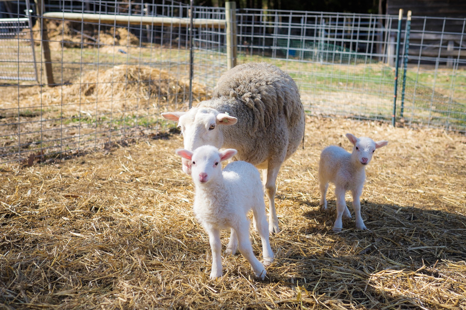 Color photo of two lambs with their mother
