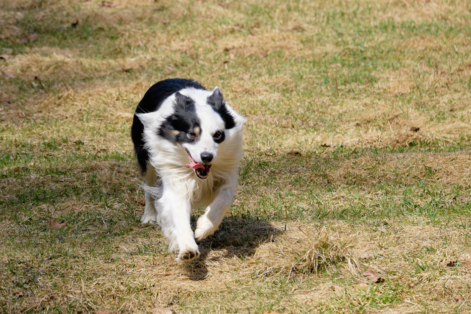 Color photo of Jura the Border Collie in action
