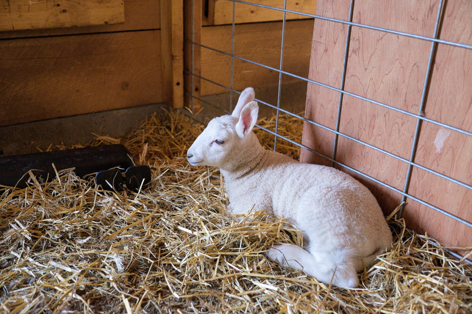 Color photo of a white lamb resting in a barn