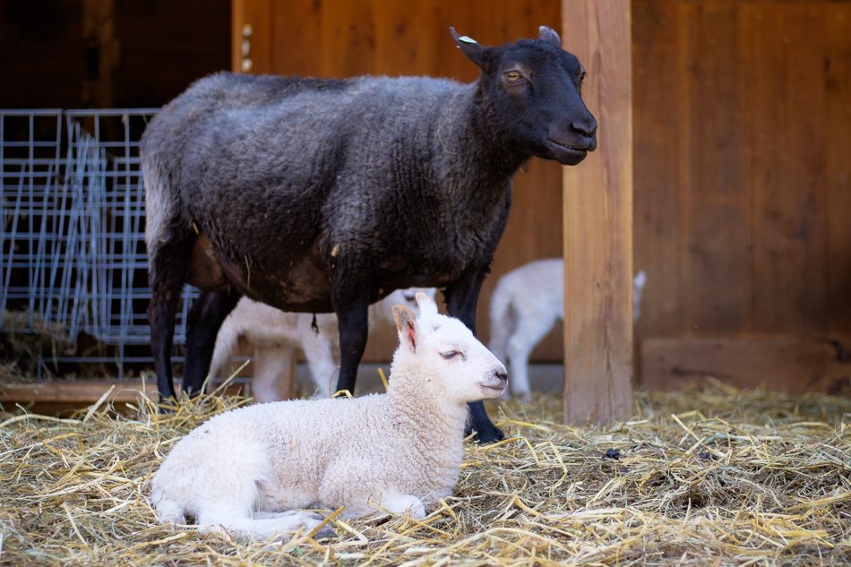 Color photo of a black sheep and a white lamb