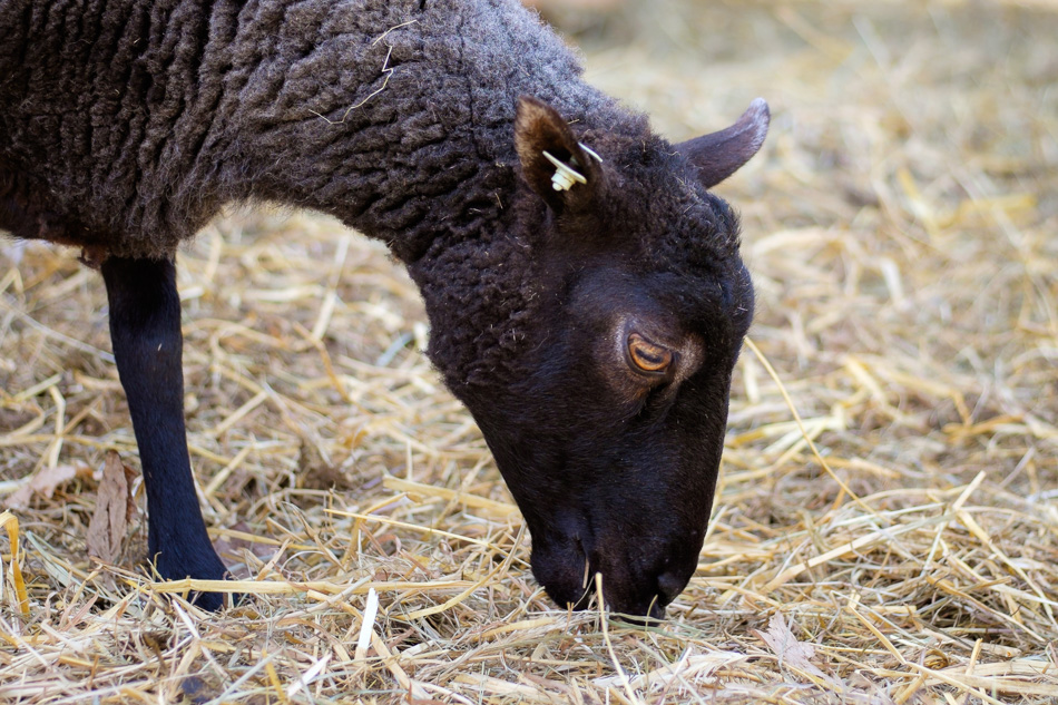 Color photo of a black sheep grazing