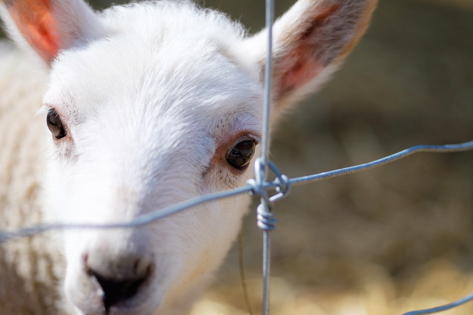Color photo of a white lamb looking through a wire fence