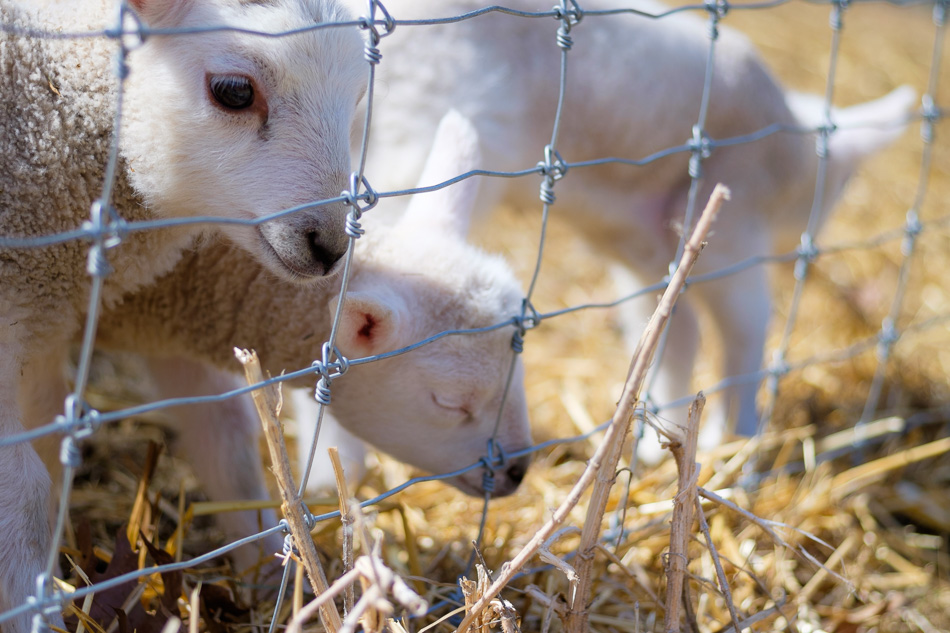 Color photo of three white lambs behind a wire fence