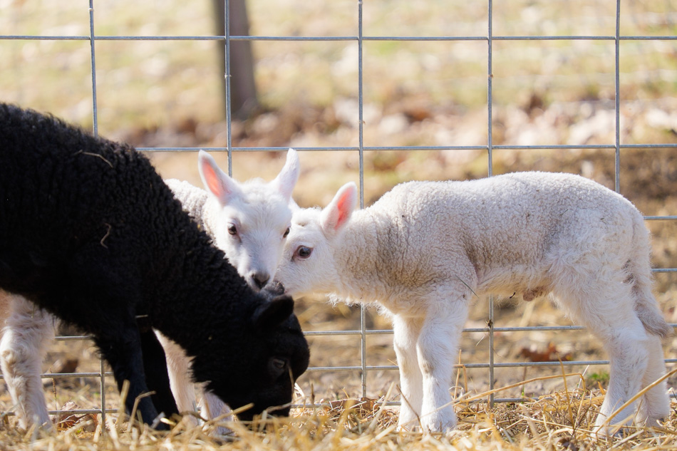 Color photo of two white lambs and a black lamb