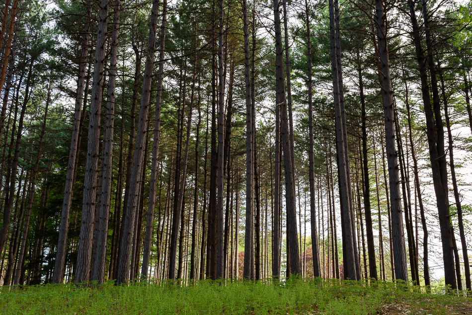 Color photo of red pines trees at Ladies' Wildwood Park in Keene, NH