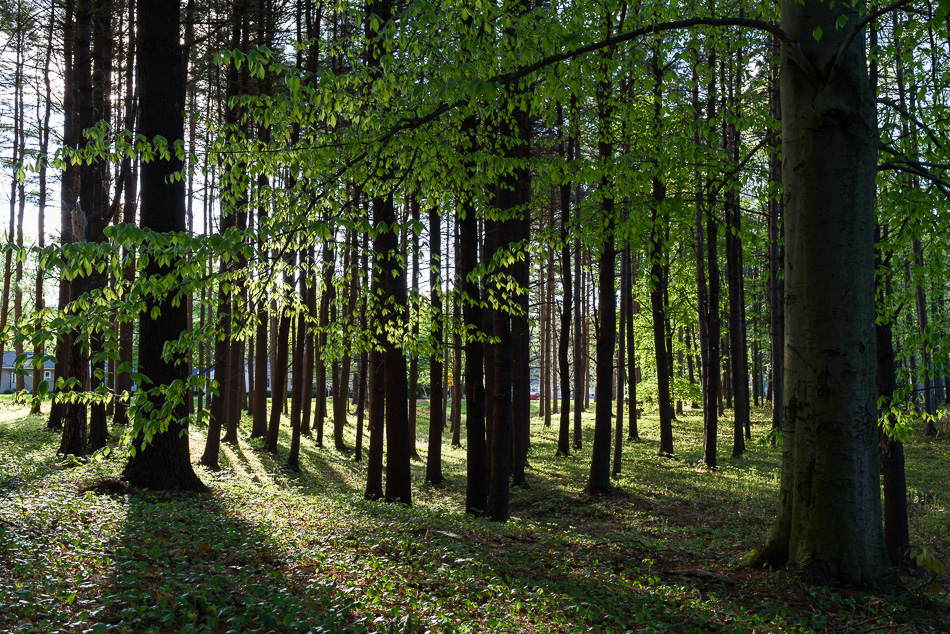 Color photo of silhouetted trees in Ladies' Wildwood Park in Keene, NH