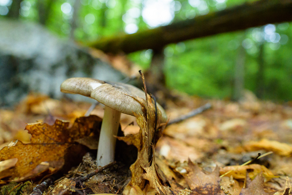 Color photo of a large mushroom pushing up through last Autumn's leaves on the forest floor