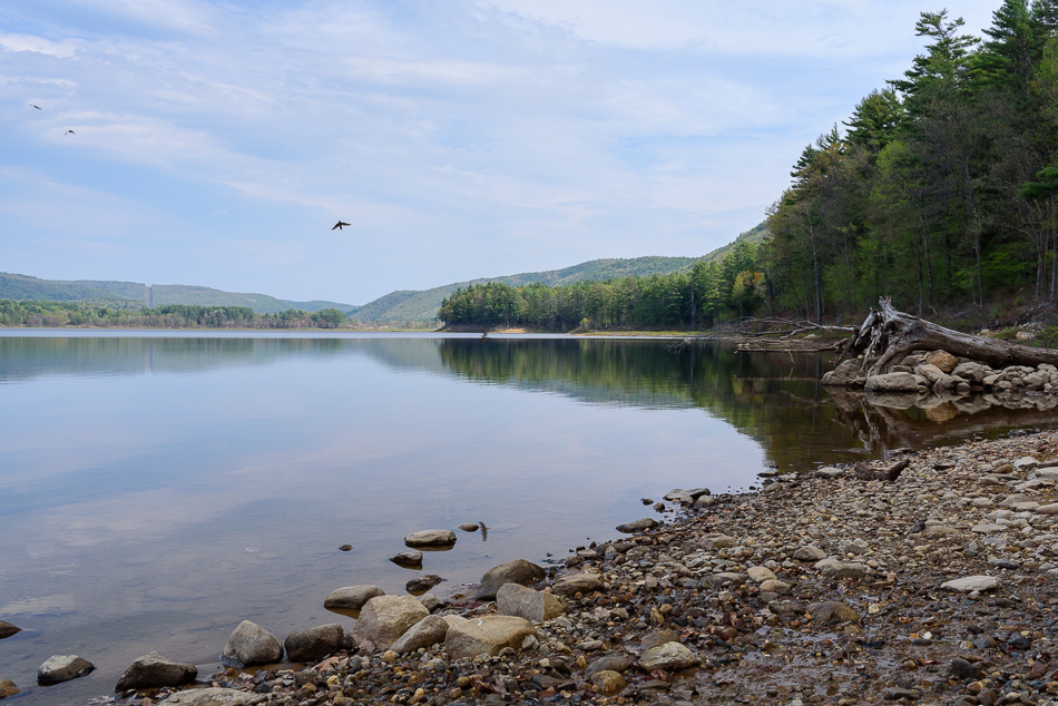 Color photo of birds darting across the water in the Surry Mountain Reservoir