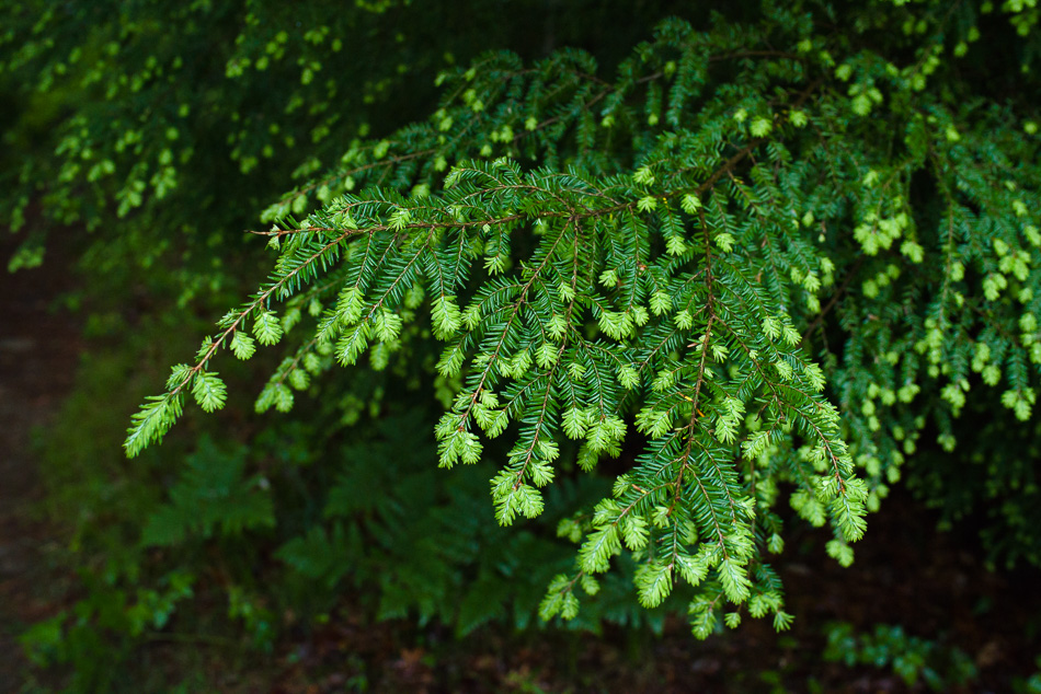 Color photo of new growth on an evergreen tree