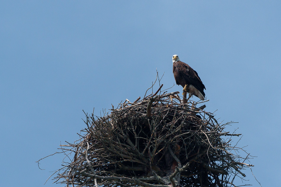 Color photo of a nesting American Bald Eagle