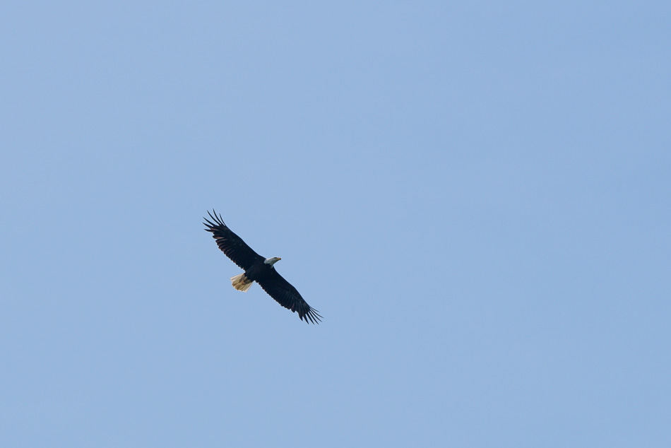Color photo of an American Bald Eagle in flight with outstretched wings