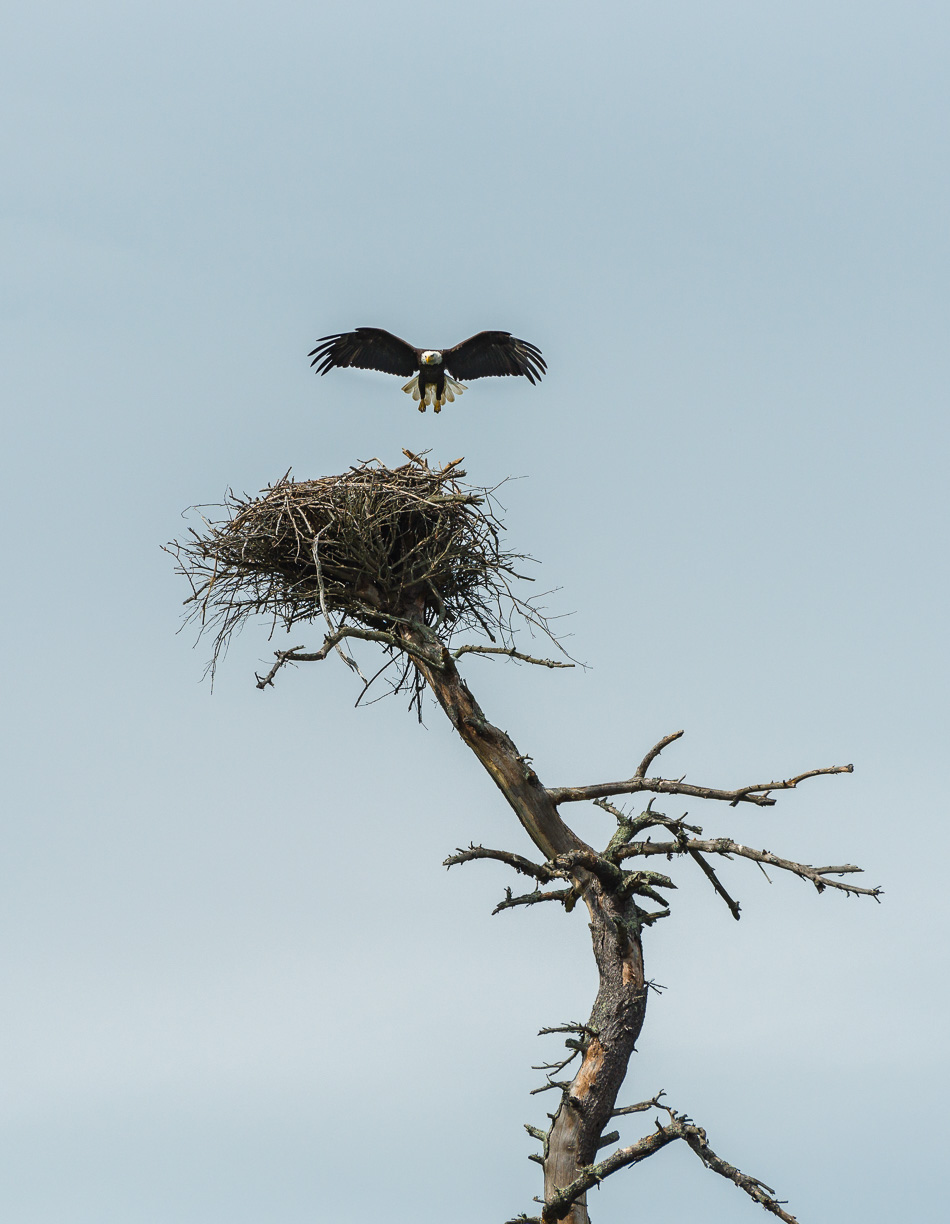 Color photo of an adult American bald eagle coming in for a landing on its nest