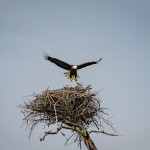 American Bald Eagle Landing Sequence American Bald Eagle Landing Sequence