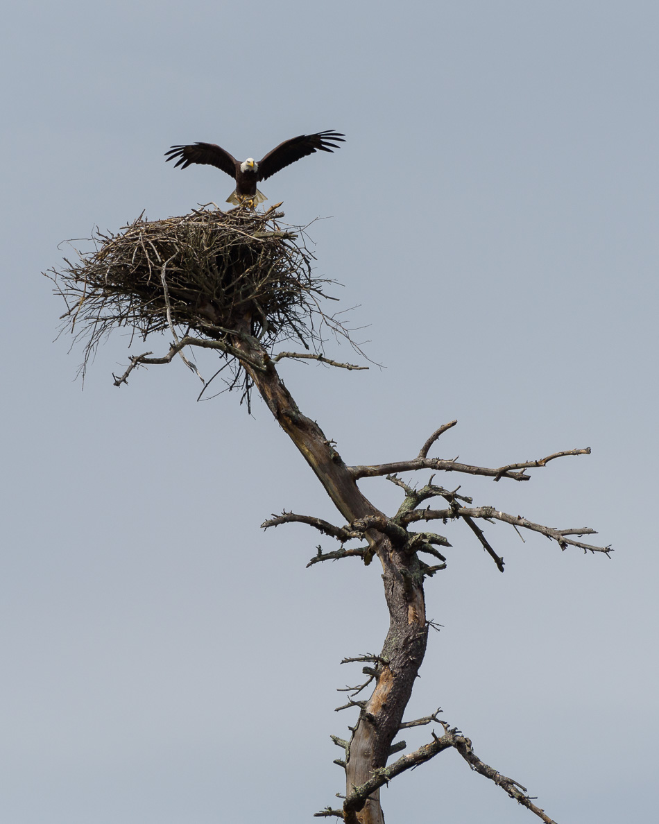 Color photo of an adult American bald eagle landing on the edge of its large nest