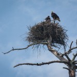 Nesting American Bald Eagles Nesting American Bald Eagles