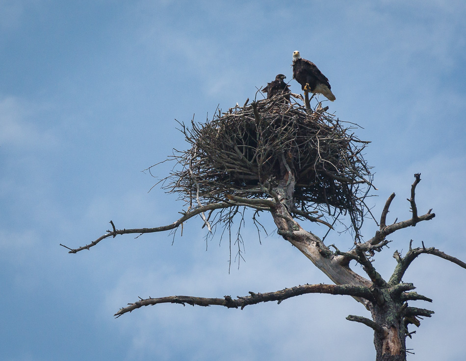 Color photo of a pair of American Bald Eagles in their nest