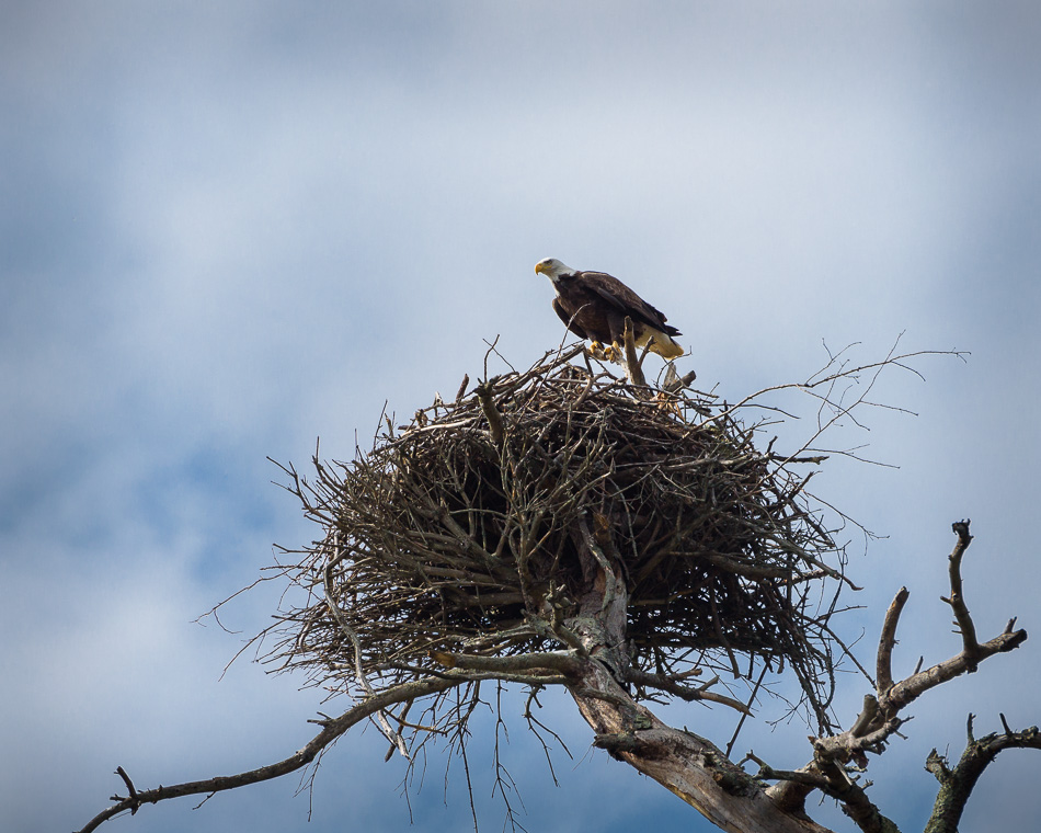 Color photo of an adult American bald eagle sitting atop the edge of its nest