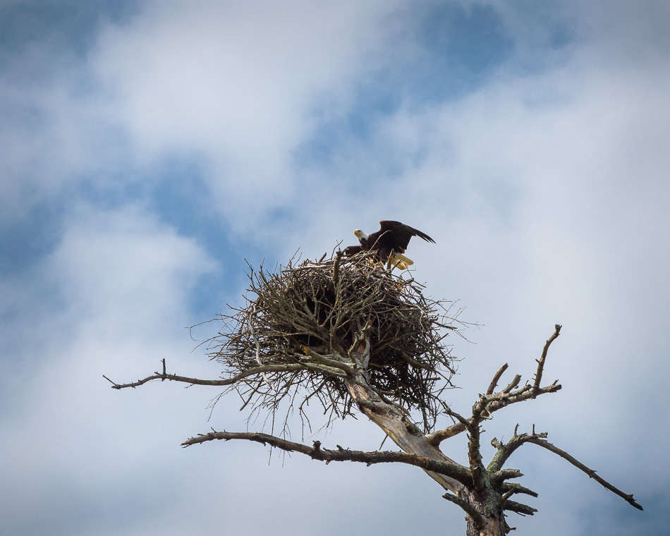 Color photo of an adult American bald eagle preparing to takeoff from its nest