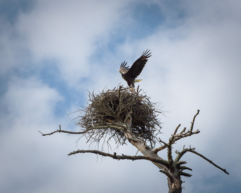 Color photo of an American bald eagle beginning to takoff from its nest