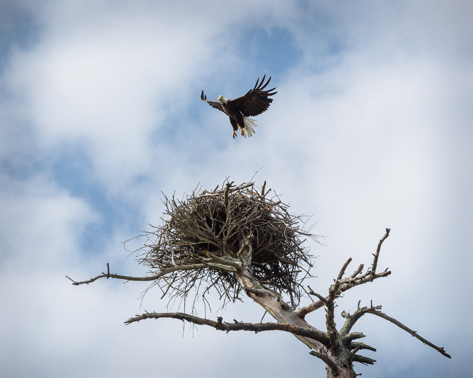 Color photo of an adult American bald eagle flying away from its nest