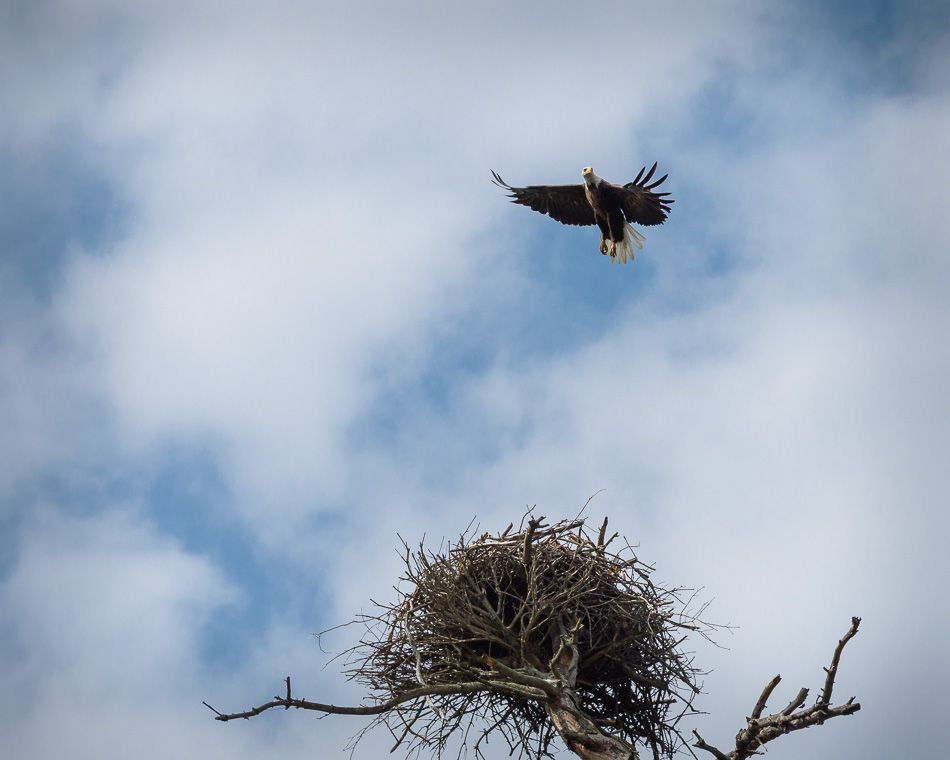 Color photo of an adult American bald eagle flying away from its nest