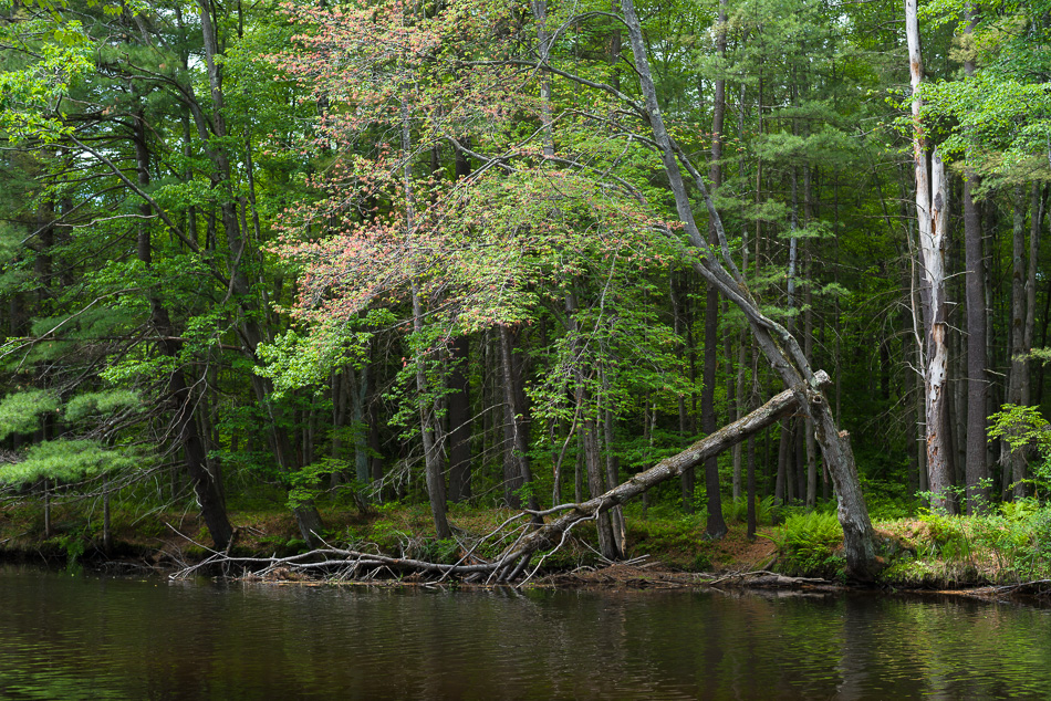 Color photo of a tree falling into the Ashuelot River