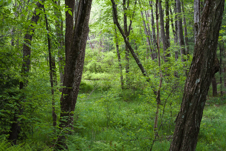 Color photo of the new green colors in a meadow