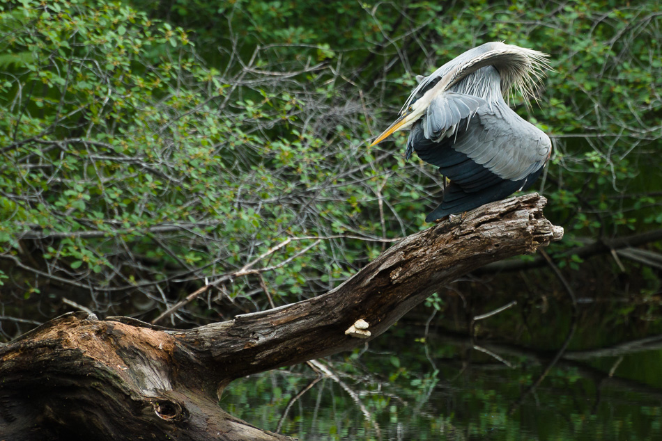 Color photo of a Great Blue Heron posing on a dead tree limb
