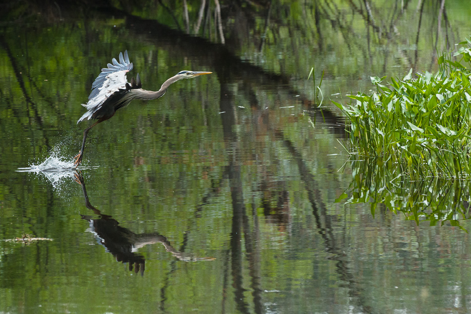 Color photo of a Great Blue Heron flying across the Ashuelot River in Keene, NH