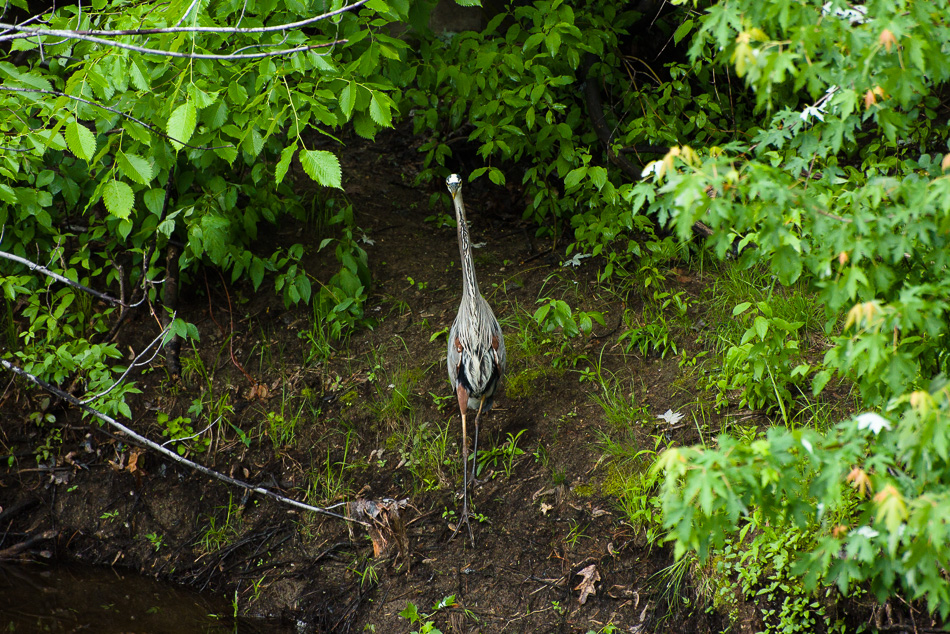 Color photo of a Great Blue Heron walking down a river bank