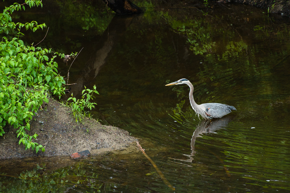 Color photo of a Great Blue Heron walking through a river