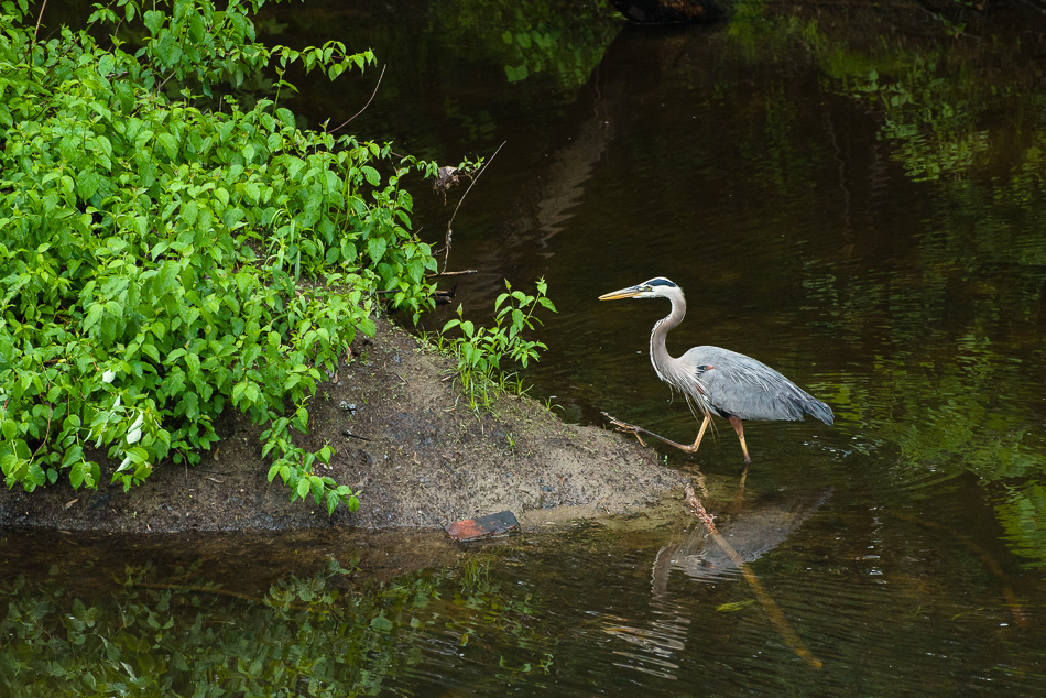 Color photo of a Great Blue Heron stepping out of a river