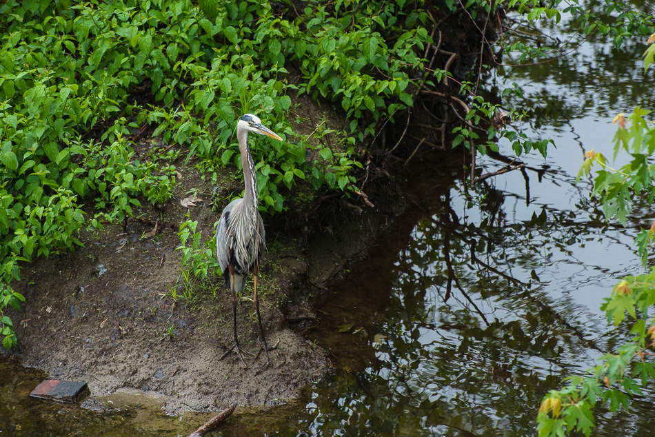 Color photo of a Great Blue Heron hunting from a river bank