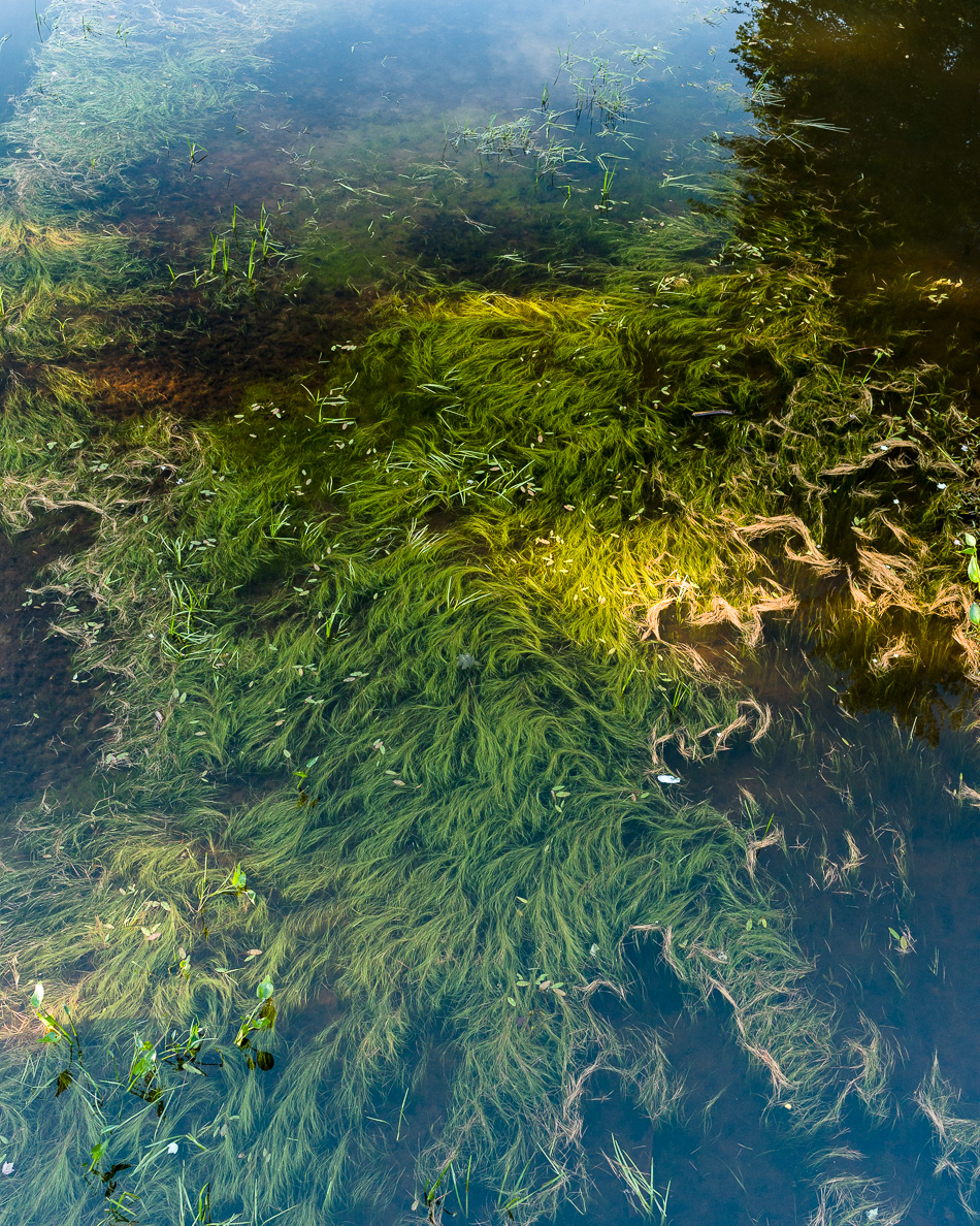 Color photo of underwater vegetation in the Ashuelot River
