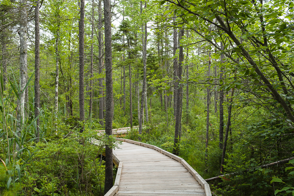 Color photo of the boardwalk winding through Tenant Swamp in Keene, NH