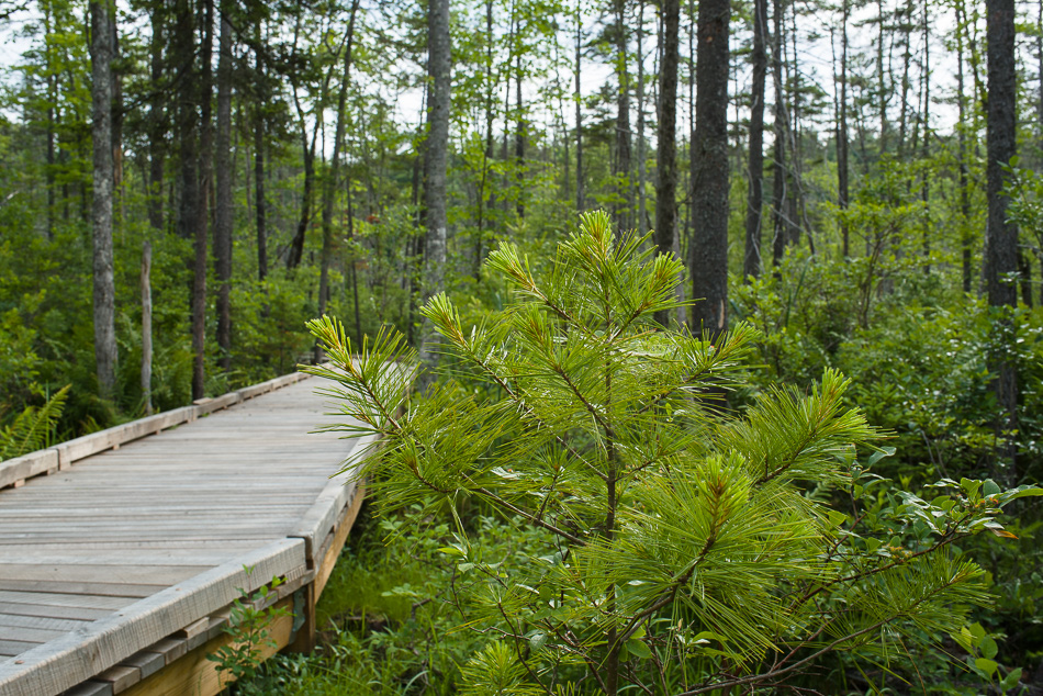 Color photo of the boardwalk winding through Tenant Swamp in Keene, NH