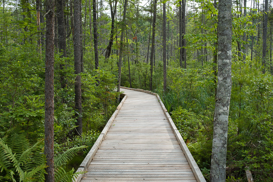 Color photo of the boardwalk winding through Tenant Swamp in Keene, NH