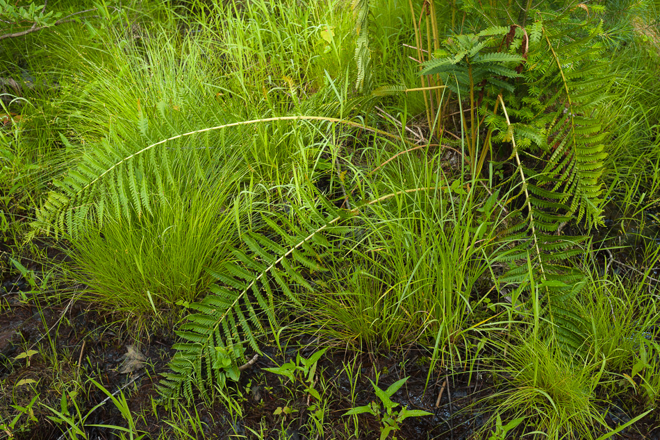 Color photo of green ferns in Tenant Swamp in Keene, NH