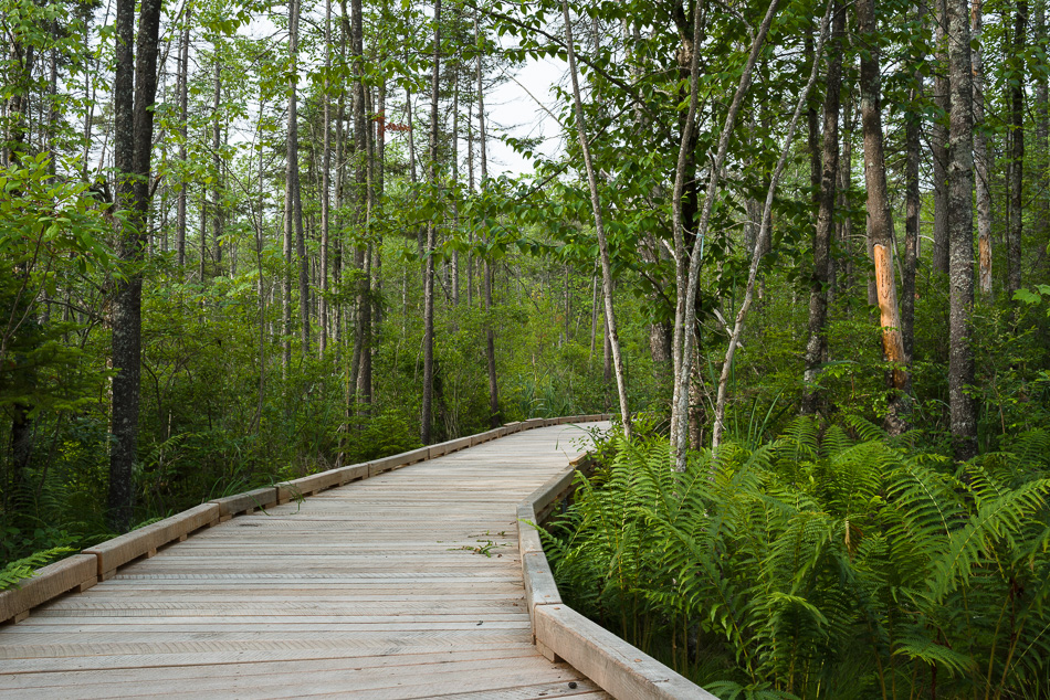 Color photo of the boardwalk winding through Tenant Swamp in Keene, NH