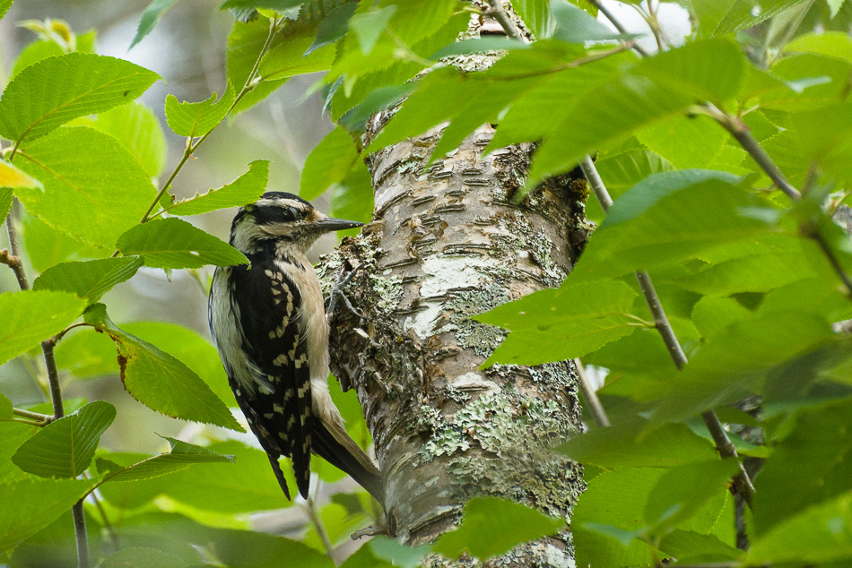 Color photo of a woodpecker on the side of a tree