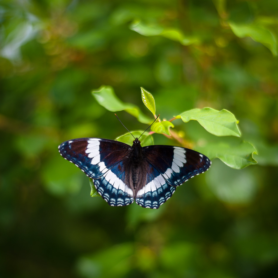 Color photo of a black, white, and blue butterfly at rest